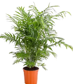 Bergpalme - Chamaedorea elegans