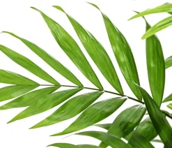 Bergpalme - Chamaedorea elegans