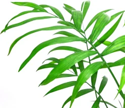 Bergpalmen-Set - Chamaedorea elegans, 3-teilig