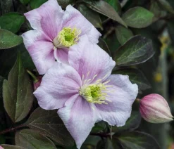 Berg-Waldrebe - Clematis 'Rubens'