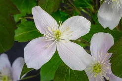 Berg-Waldrebe - Clematis 'Rubens'