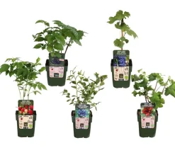 Bio Beeren-Set Bunter Obstgarten, 5-teilig