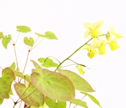 Bio Elfenblume 'Sulphureum'