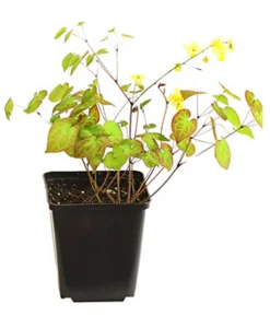 Bio Elfenblume 'Sulphureum'
