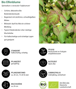 Bio Elfenblume 'Sulphureum'