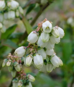 Bio Heidelbeere 'Brigitta Blue'