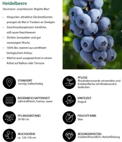 Bio Heidelbeere 'Brigitta Blue'