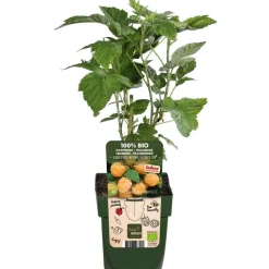 Bio Himbeere 'Sugana® Twotimer®', gelb