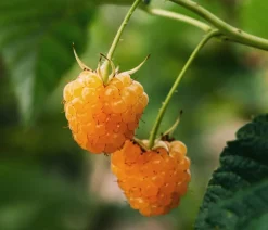 Bio Himbeere 'Sugana® Twotimer®', gelb