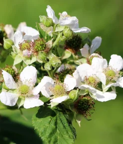 Bio Himbeere 'Tulameen'