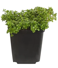 Bio Kriechender Ehrenpreis