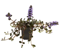 Bio Kriechender Günsel 'Atropurpurea'