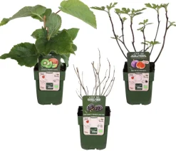 Bio Maulbeer-Feigen-Kiwi-Set Sommerobst, 3-teilig