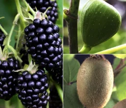 Bio Maulbeer-Feigen-Kiwi-Set Sommerobst, 3-teilig
