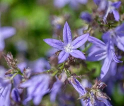 Bio Polster-Glockenblume