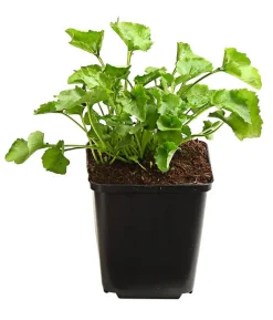 Bio Polster-Glockenblume