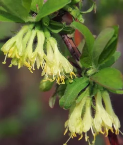 Bio Sibirische Blaubeere 'Duet'