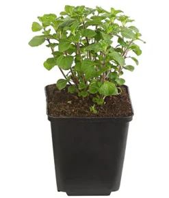 Bio Steinquendel