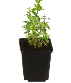 Bio Traubige Katzenminze 'Grog'