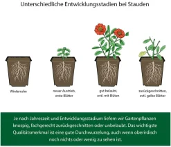 Bio Afrikanisches Ringkörbchen