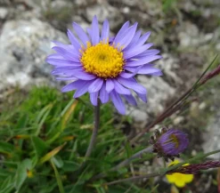 Bio Alpen-Aster 'Dunkle Schöne'