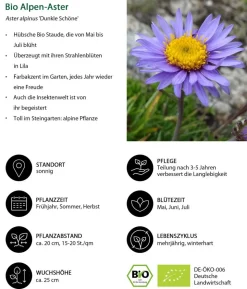 Bio Alpen-Aster 'Dunkle Schöne'