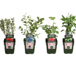 Bio Beeren-Kiwi-Set Powerobst, 4-teilig