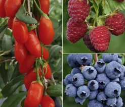 Bio Beeren-Set Frühstücksobst, 3-teilig