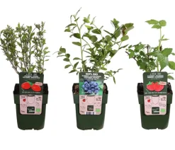 Bio Beeren-Set Frühstücksobst, 3-teilig