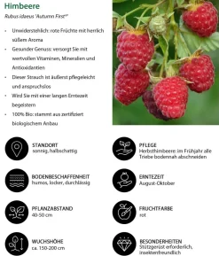 Bio Beeren-Set Frühstücksobst, 3-teilig