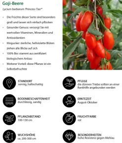 Bio Beeren-Set Frühstücksobst, 3-teilig