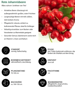 Bio Beeren-Set Kleiner Obstgarten, 3-teilig