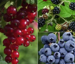 Bio Beeren-Set Kleiner Obstgarten, 3-teilig