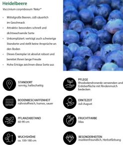 Bio Beeren-Set Lieblingsobst, 4-teilig