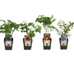 Bio Beeren-Set Lieblingsobst, 4-teilig