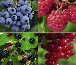 Bio Beeren-Set Lieblingsobst, 4-teilig