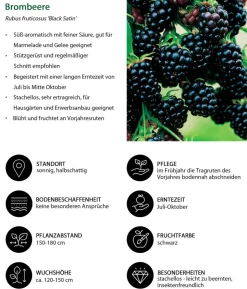 Bio Beeren-Set Lieblingsobst, 4-teilig