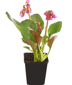 Bio Bergenie 'Purpurea'