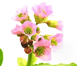 Bio Bergenie 'Purpurea'