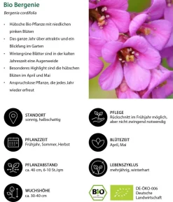 Bio Bergenie 'Purpurea'