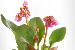 Bio Bergenie 'Purpurea'