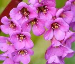 Bio Bergenie 'Purpurea'