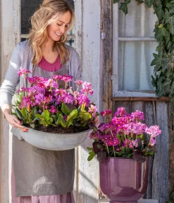 Bio Bergenie 'Purpurea'