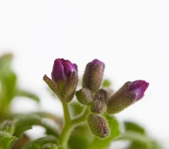 Bio Blaukissen, rot