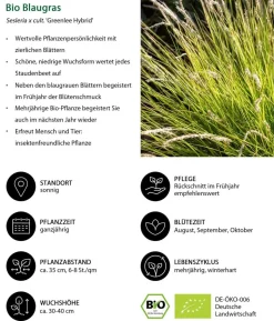 Bio Bodendecker Gräser-Set mit Blütenhighlight, 12-teilig