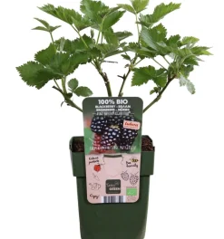 Bio Brombeere 'Navaho® BigandEarly®'