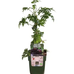 Bio Brombeere 'Thornless Evergreen'