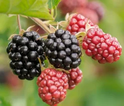 Bio Brombeere 'Thornless Evergreen'