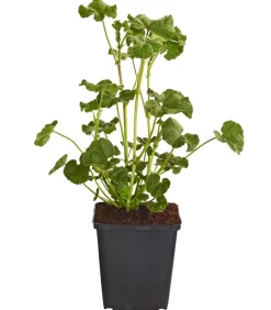 Bio Buschmalve 'Burgundy Wine'