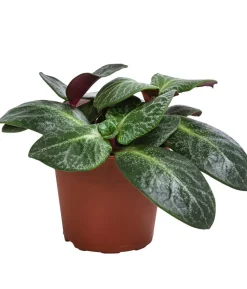 Bio Dickblatt - Crassula multicava